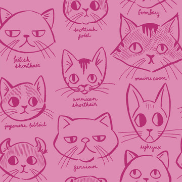 Caturday Catitude in Rose