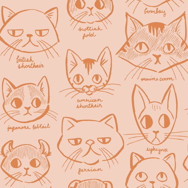 Caturday Catitude in Orange
