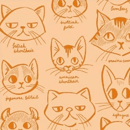 Caturday Catitude in Orange